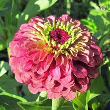 Maybe you would like to learn more about one of these? Queen Red Lime Zinnia Seeds Annual Flower Seeds