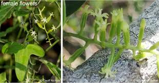 Image result for Jamesbrittenia fodina × huillana