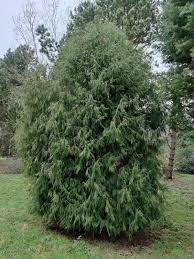 Image result for Cupressus funebris