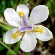 Image result for Dietes flavida