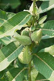 Today, may 12th 2021 there are five packets on order and funding for seventy three additional packets to be shipped. Asclepias Syriaca Bitem