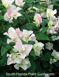 Image result for Bougainvillea sp. cultivar