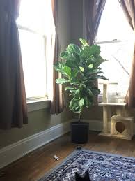 We did not find results for: Fiddle Leaf Fig Tree Cats Www Macj Com Br