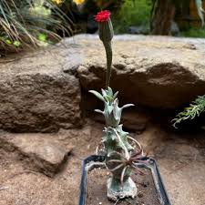 Image result for Kleinia mweroensis