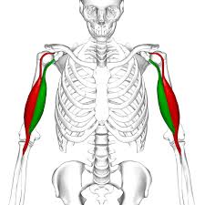 The three types of muscle in the body are skeletal, smooth, and cardiac muscle. Muscles Of The Upper Arm Biceps Triceps Geeky Medics