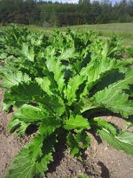 Mustard greens tastes best when plants grow quickly and leaves mature before the hot days of summer. Mustard Greens Green In Snow Deep Harvest Farm