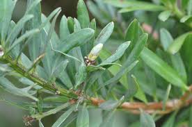 Image result for Solenangis conica