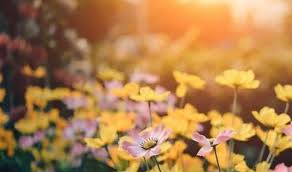 Call now to book your free lawn care estimate. Spring Landscaping And Gardening Ideas Near Me Local Prices And Average Costs For Lawn Care With Reviews Green Tea Spring Landscaping Lawn Care Winter Lawn
