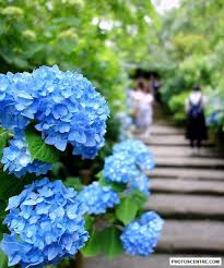 Travel To Japan Cool Image Japan Travel Hydrangea Flowers