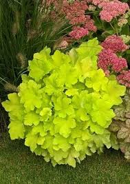 Flowering plants planting flowers morning kisses winter flowers shade plants shade garden outdoor spaces outdoor gardens lush. Coral Bells Citronelle Coral Bells Shade Plants Plants Heuchera