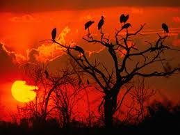 Nature is perfection, a man who don't appreciate it beauty is heartless. Best Nature Hd Wallpaper Pack Download