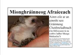 Swinhoe describing hedgehogs carrying strawberries to their holes. The Irish For Pygmy Hedgehog Without Pygmy As Such Grainneog Hedgehog Irish Language Blog