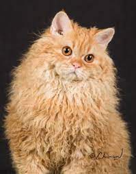 I Just Washed My Hair And I Can T Do A Thing With It Selkirk Rex Laperm Cat Pretty Cats Cute Cats