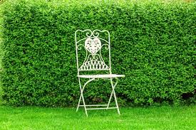 Image result for Živý plot z habru