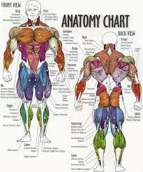 Muscle Anatomy Chart Physical Education