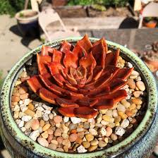 It is a hybrid of e. Echeveria Black Prince Turns Red With Enough Light Succulents