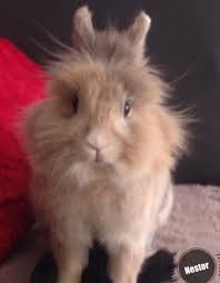 Lapin Nain Tete De Lion Lapin Tete De Lion Tete De Lion Lapin Nain