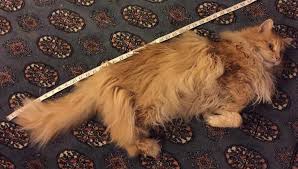 Maine Coon Weight Graph Ragdoll Cat Weight Chart Cat Weight
