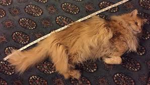 maine coon weight graph ragdoll cat weight chart cat weight