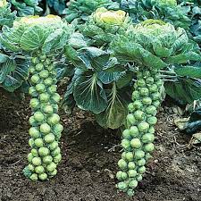 We did not find results for: How To Grow Brussels Sprouts Plant Instructions