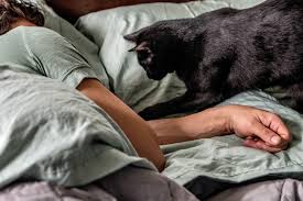 Feed later in the evening. Reasons Why Your Cat Wakes You At Night And How To Stop It