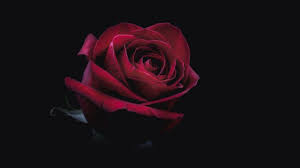 Download 4k Wallpapers Of Rose Bud Red Dark Close Up 4k Bud Red Rose Available In Hd 4k Resolutions For Deskto In 2020 Garden Design Red Flowers Design Basics
