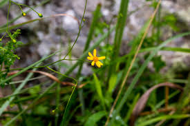 Image result for Wahlenbergia huttonii