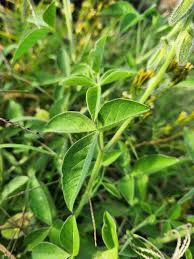Image result for Crotalaria polysperma