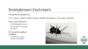 Check spelling or type a new query. Public Health Entomology Certificate Module 5 Cock Roaches