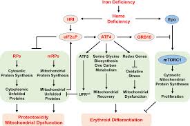 Hri Coordinates Translation Necessary For Protein