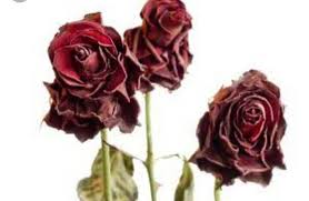 Download mp3 bunga layu dan video mp4 gratis. Bunga Layu Di Taman Hati Halaman 1 Kompasiana Com