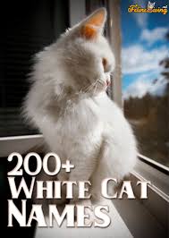 A good name for a black and white cat.based on looney tunes cartoons. White Cat Names 200 Best Names For Your Snowball