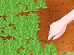 Compare prices & read reviews. How To Protect Your Garden During A Harsh Summer 13 Steps