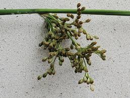 Image result for Juncus punctorius