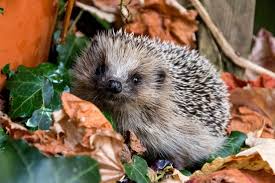 Un hérisson dans mon jardin. Herissons Dans Votre Jardin Les Conseils Pour Les Proteger