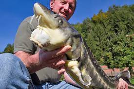 Check spelling or type a new query. Sibirischer Stor Acipenser Baerii Fischlexikon