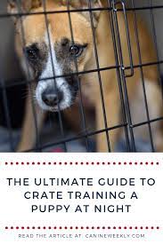 How To Train A Puppy Not To Cry In The Crate At Night Canine Weekly Puppy Training Training Your Puppy Dog Training Obedience