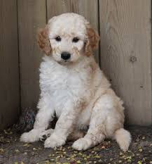 Our mini goldendoodles are f1b which is a cross of a mini goldendoodle and our mini. Puppies For Sale