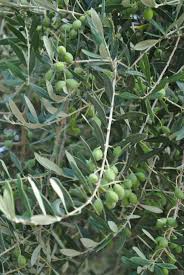 Les Olives De Provence Olive Branch Olive Tree Olive