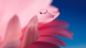 1628 332 splashing splash aqua. Wallpaper Dew Water Drops Flowers Pink Depth Of Field Blurred 2560x1440 Pila 1666525 Hd Wallpapers Wallhere