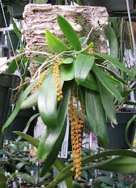 Image result for Chamaeangis