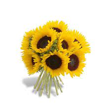 Maybe you would like to learn more about one of these? Simply Sunflowers Bouquet Miami Flower Delivery In Miami Gardens 49 95