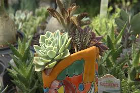 Jackson's inaugural was the first one to take place on the east portico of the capitol building in washington. Cactus And Succulents Are Trending
