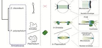 Then this furrow or constriction dipped inward in centripetal direction dividing cytoplasm into two halves. Structure Of The Centrosome In Mitosis In Animals Fungi And Amoebozoa Download Scientific Diagram
