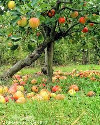 Fire blight (as a dormant spray) 2. How To Treat Fruit Trees Organically When To Spray For Disease