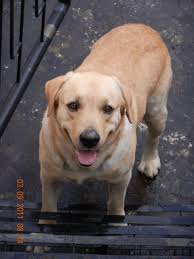 Losing a beloved pet is heartbreaking