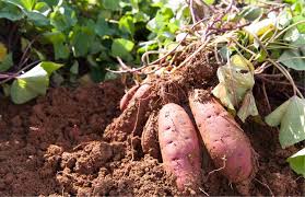 How to Grow Sweet potatoes in your garden - Haxnicks