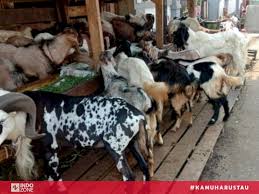 Abal aban abang abangan abangga abangmu abangnya abar abaran abas abasiah abatoar abau abbreviata abc abdas abdi abdikasi abdomen abdominal abdu abductee abduh abduksi abduktor abdul abdullah abdurrahman abe abece abel abelmaschus abelmoschus aben aberasi abesif abet abi abian abid. Bedanya Qurban Dan Aqiqah Mana Yang Harus Didahulukan Indozone Id