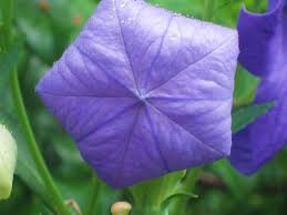 Pin On Blue Purple Pink White Flower Power
