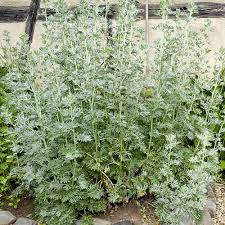 Artemisia silver king (white sage) artemisia ludoviciana daisy family. Gardify